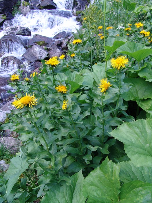 Изображение особи Inula grandiflora.