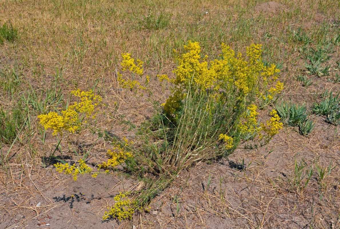 Изображение особи Galium verum.