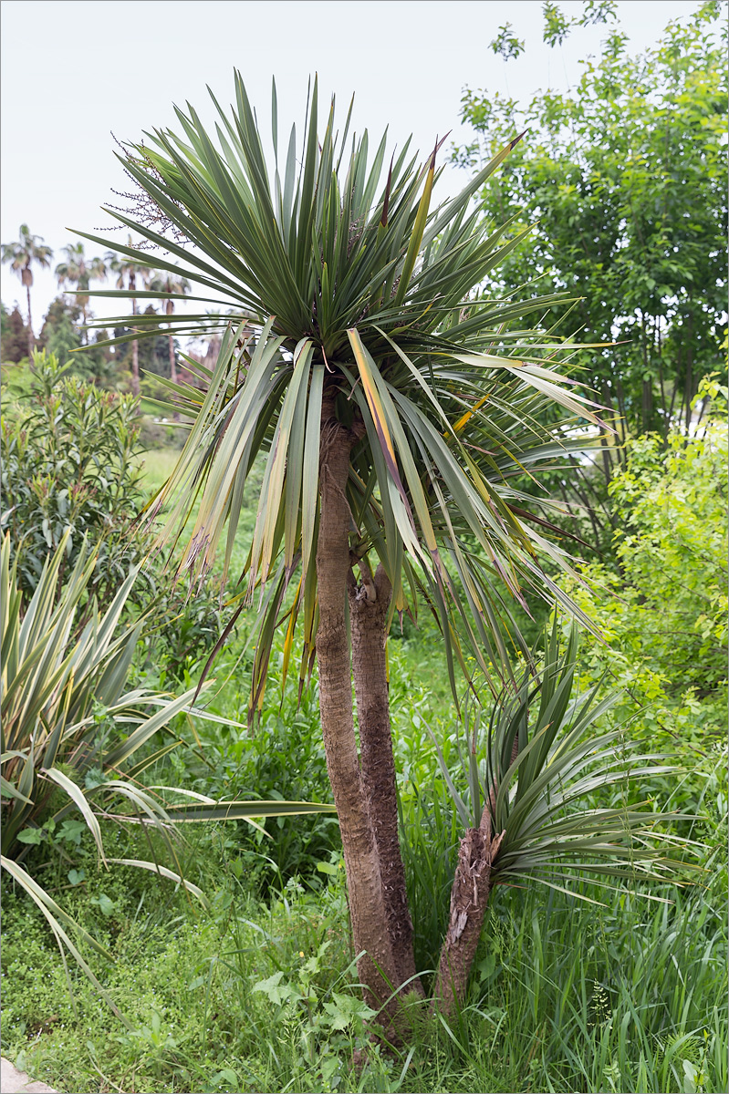 Изображение особи Cordyline australis.