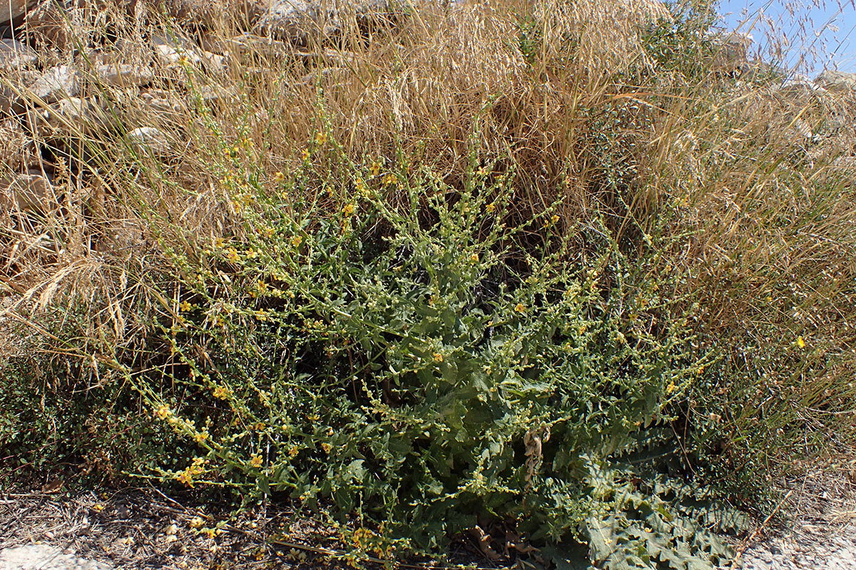 Изображение особи Verbascum chaixii.