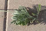Lavandula pinnata