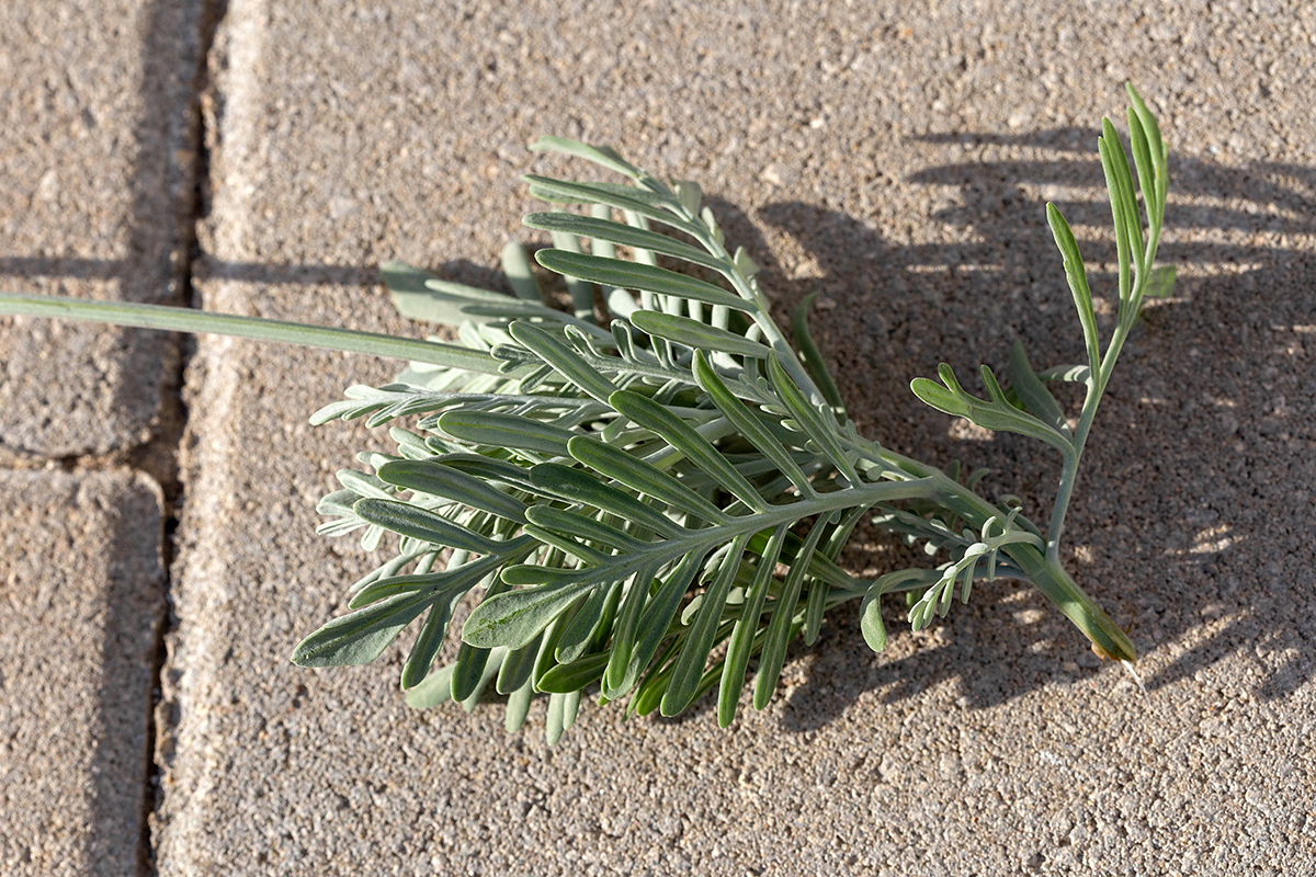 Изображение особи Lavandula pinnata.