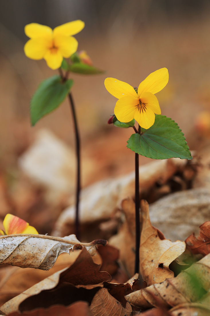 Image of Viola orientalis specimen.