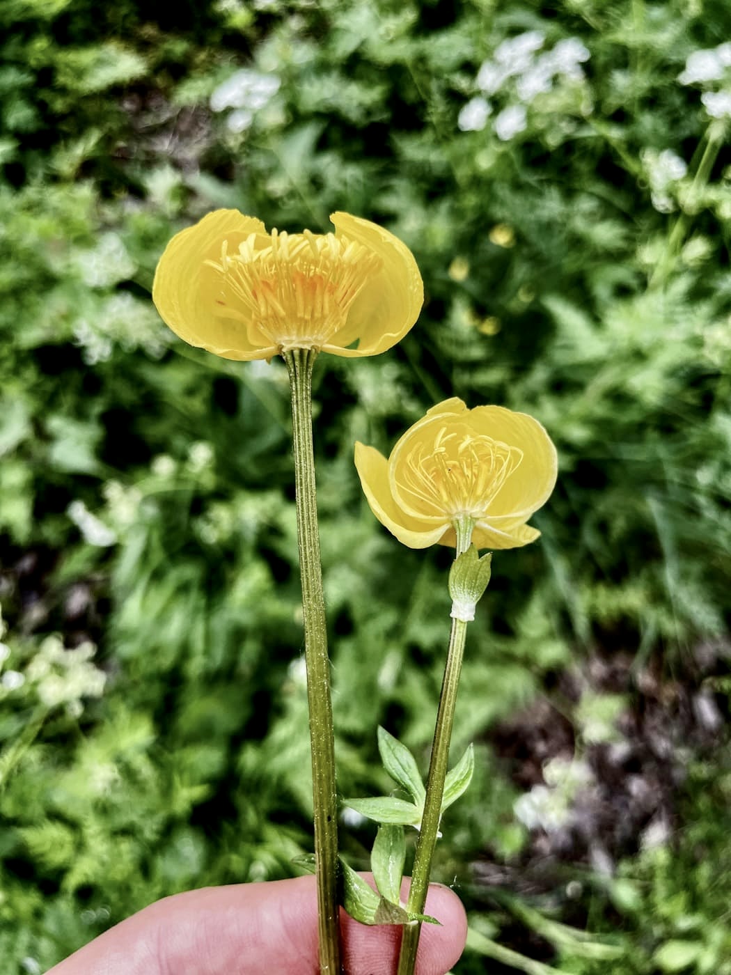 Изображение особи Trollius europaeus.