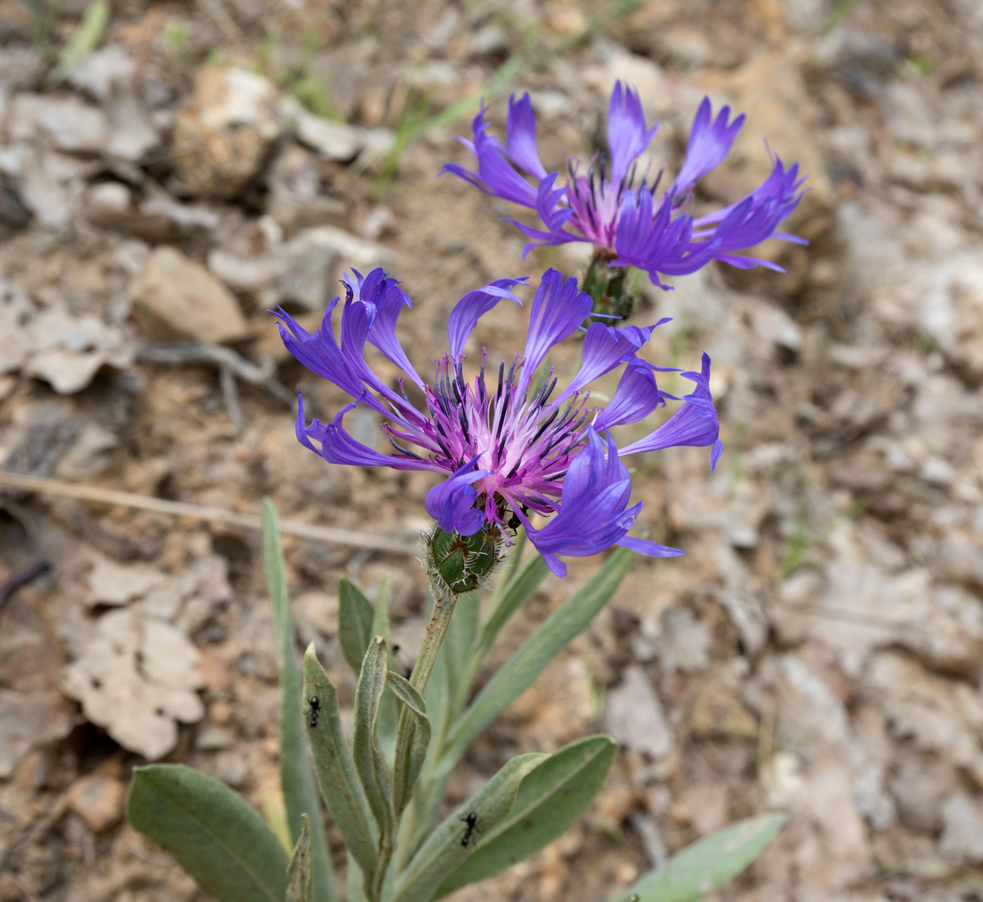 Image of Centaurea depressa specimen.