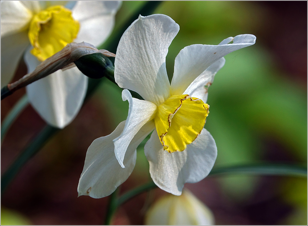 Изображение особи род Narcissus.