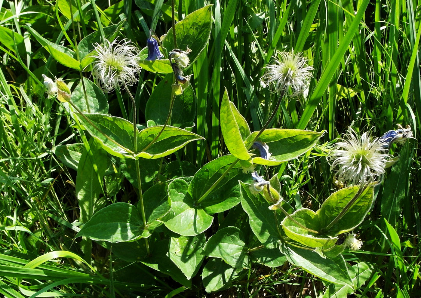 Image of Clematis integrifolia specimen.