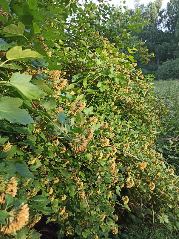 Image of Physocarpus opulifolius specimen.