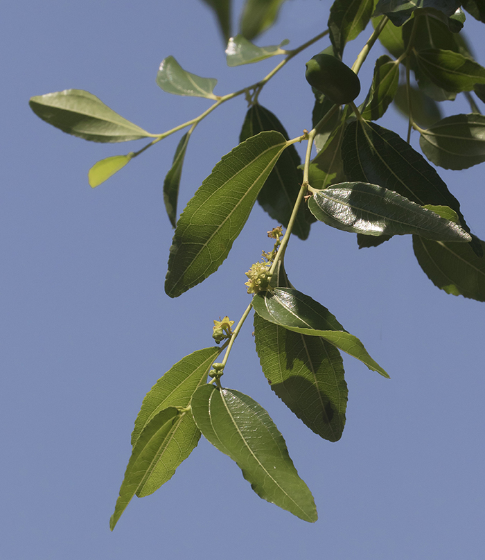 Image of Ziziphus jujuba specimen.