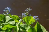 Brunnera sibirica