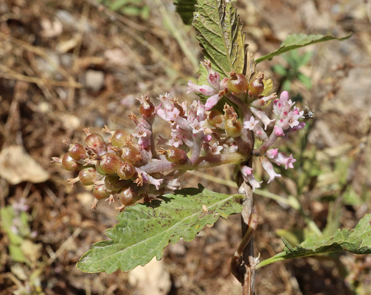 Image of Cuscuta lehmanniana specimen.
