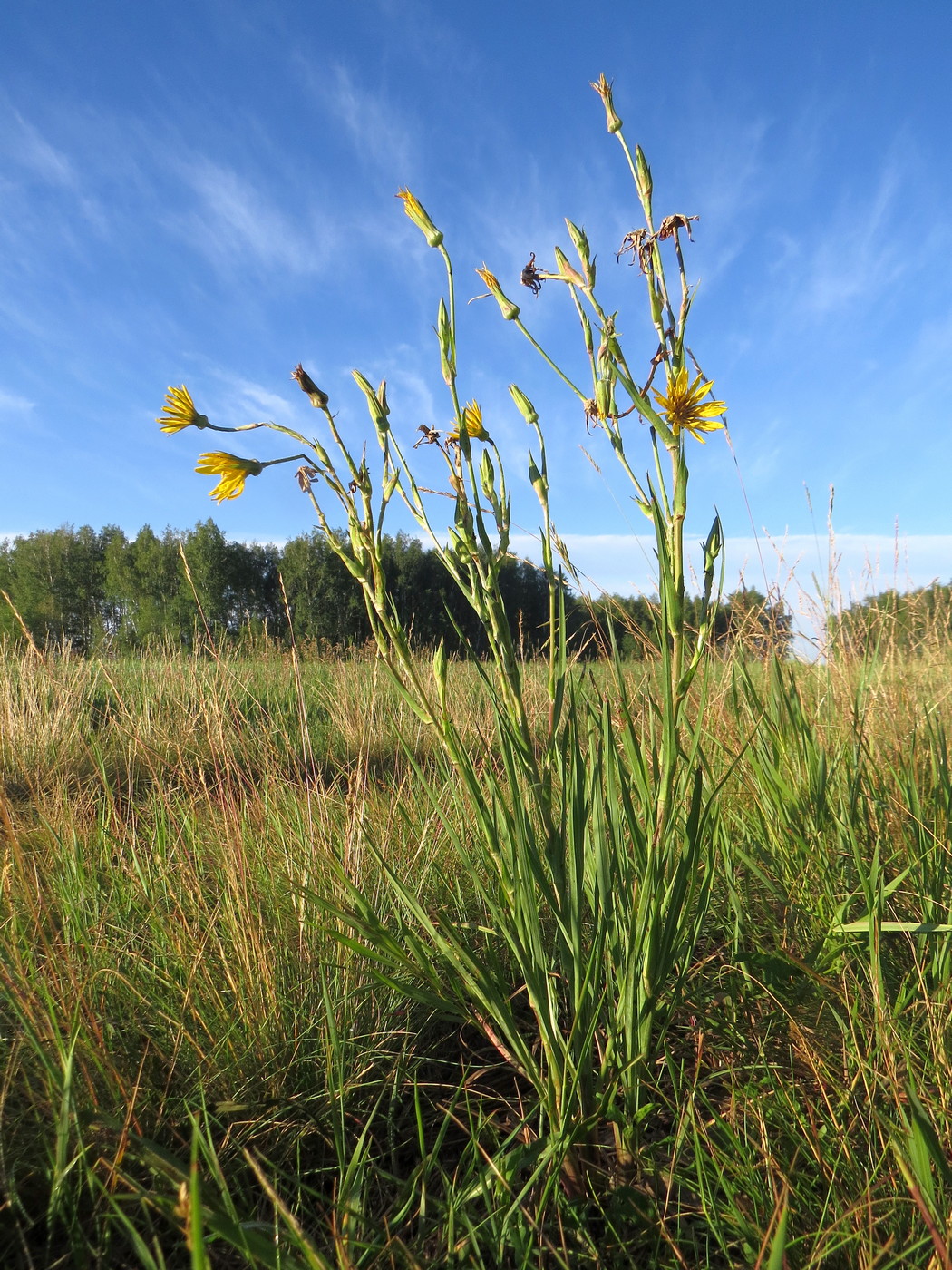 Изображение особи Tragopogon podolicus.