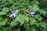 Campanula garganica
