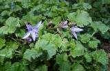 Campanula garganica. Цветки и листья. Крым, Южный Берег, Никитский ботанический сад, в культуре. 29.10.2021.