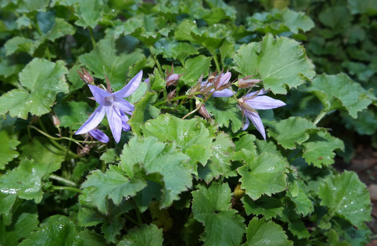 Изображение особи Campanula garganica.