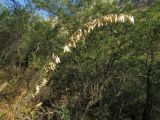 Melica altissima
