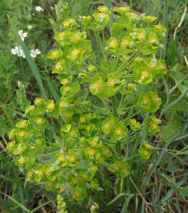 Image of Euphorbia leoncroizatii specimen.