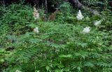 Sorbaria sorbifolia. Цветущие растения. Приморье, Хасанский р-н, Кравцовские водопады, опушка широколиственного леса. 01.08.2021.