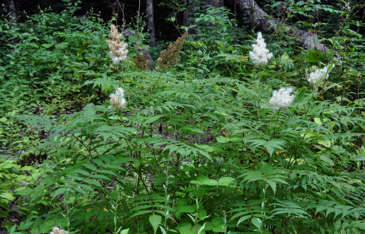 Image of Sorbaria sorbifolia specimen.