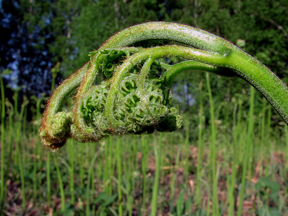 Image of Pteridium pinetorum ssp. sibiricum specimen.