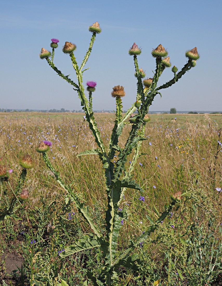 Image of Onopordum acanthium specimen.