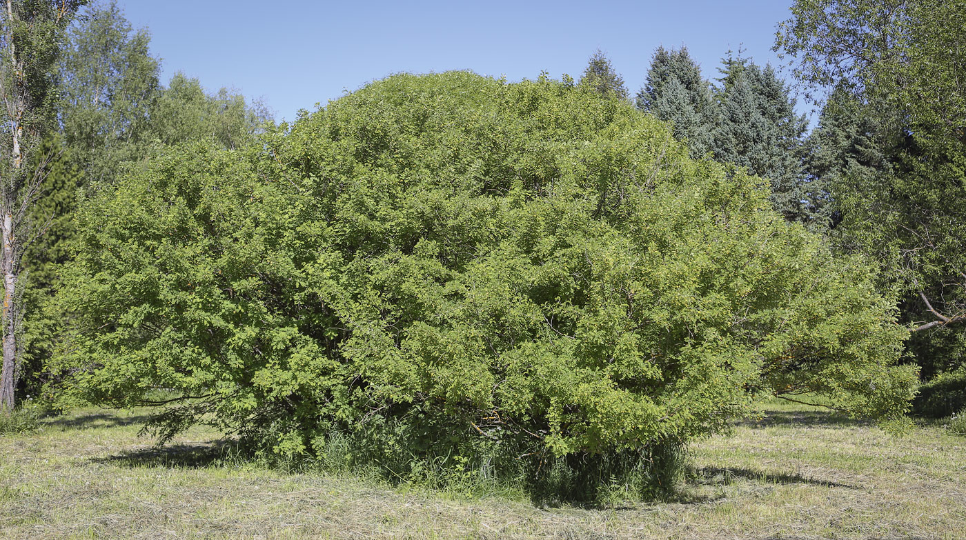 Image of Caragana arborescens specimen.