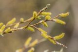 genus Salix. Верхушка ветви с мужскими соцветиями. Воронежская обл., Лискинский р-н, окр. с. Дивногорье, степная балка. 29.04.2015.