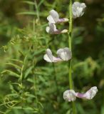 Vicia elegans