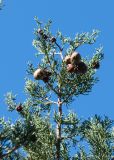 Cupressus sempervirens