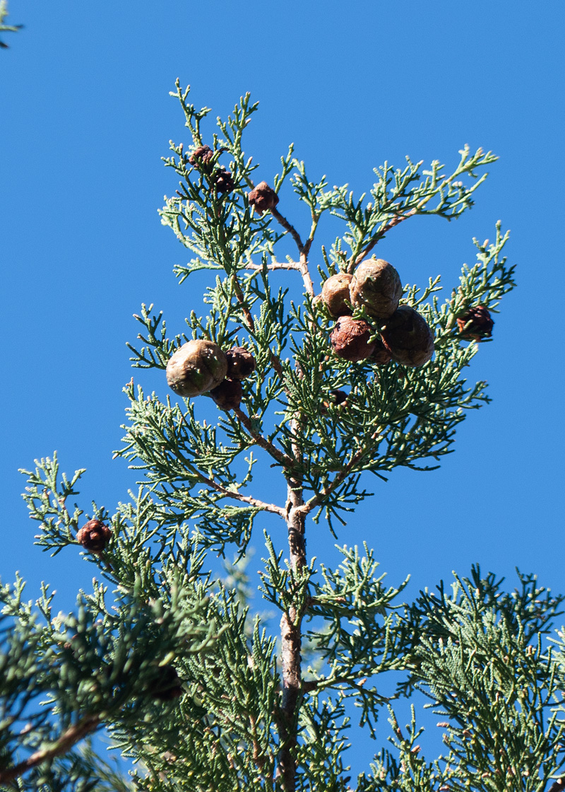 Изображение особи Cupressus sempervirens.