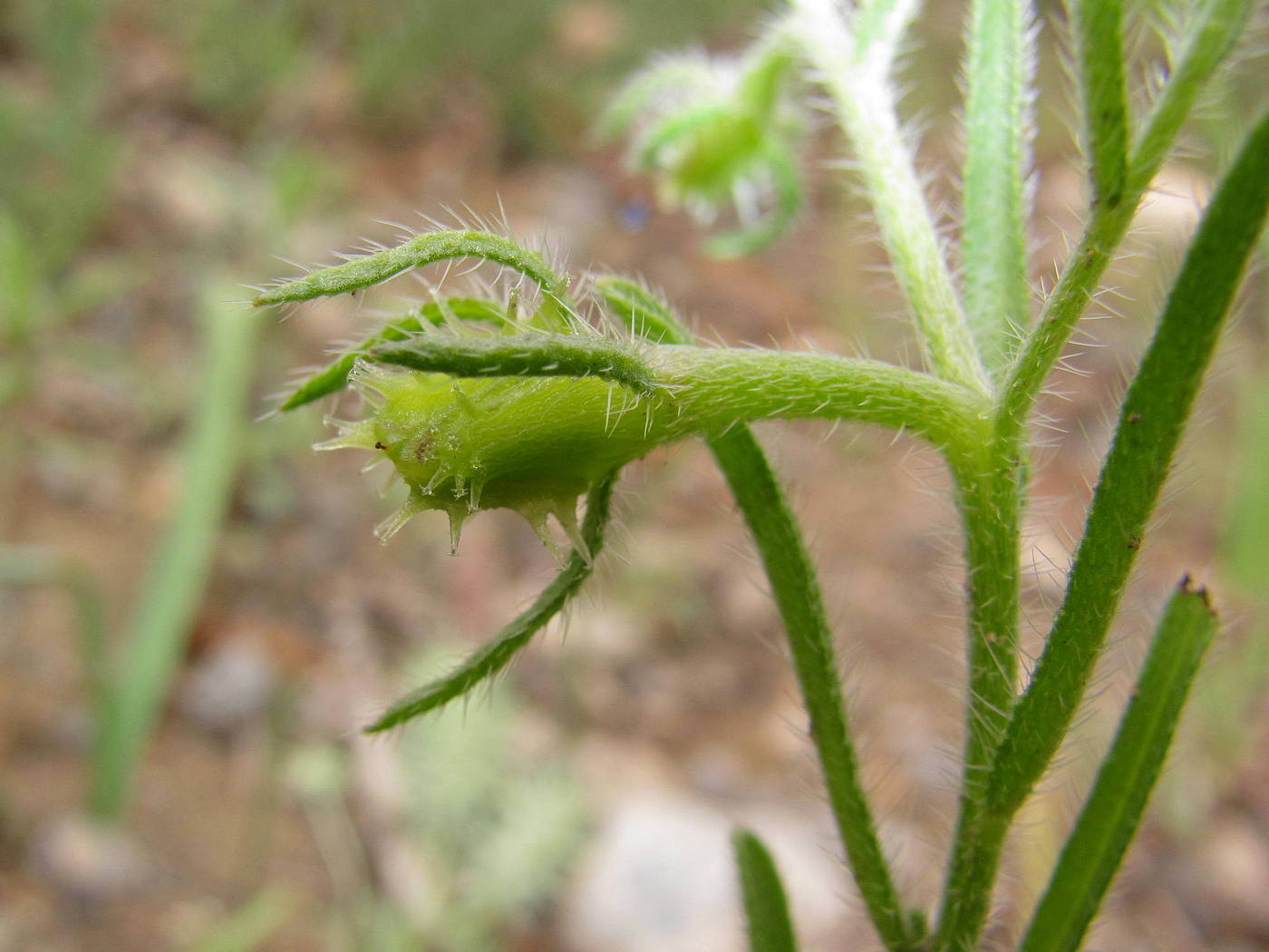 Image of genus Heterocaryum specimen.