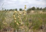 Astragalus vulpinus. Плодоносящее растение. Астраханская обл., Енотаевский р-н, окр. села Владимировка вблизи трассы \"Каспий\", полынно-злаковая степь. 02.06.2022.