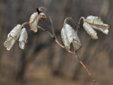 Aconitum stoloniferum