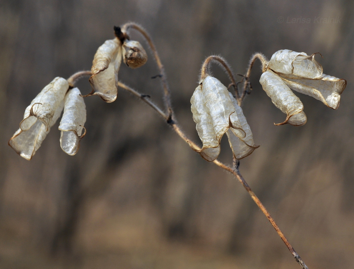 Image of Aconitum stoloniferum specimen.