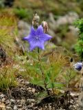 Platycodon grandiflorus