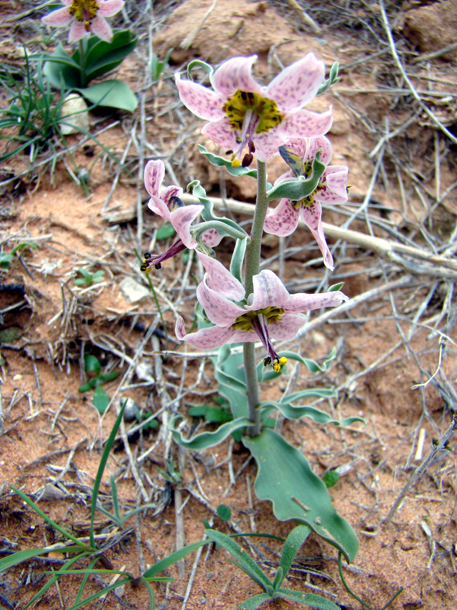 Image of Rhinopetalum karelinii specimen.