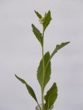 Armoracia rusticana