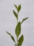Armoracia rusticana. Цветущее растение. Республика Молдова, пригород Кишинёва. 6 мая 2010 г.