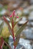 Chamaenerion angustifolium. Верхушка расцветающего растения. Мурманская обл., Ловозёрские Тундры, 2-й цирк Раслака, луговинка среди валунов. 07.08.2022.