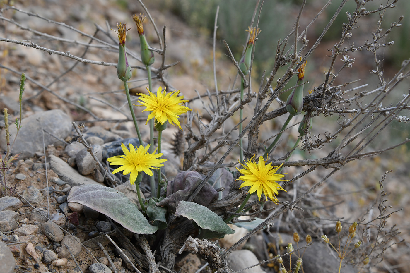 Image of Scorzonera ovata specimen.