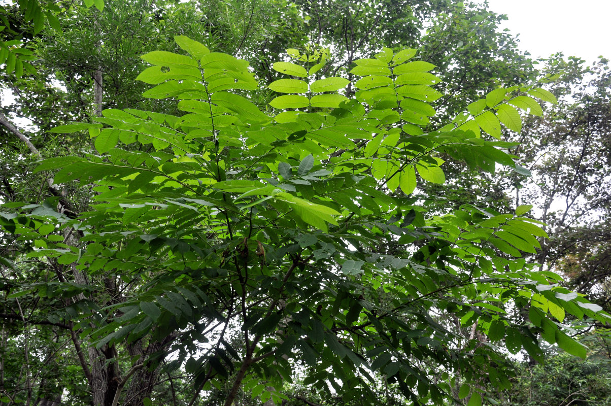 Изображение особи Juglans mandshurica.