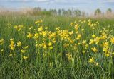 Ranunculus pedatus