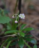 Chimaphila umbellata