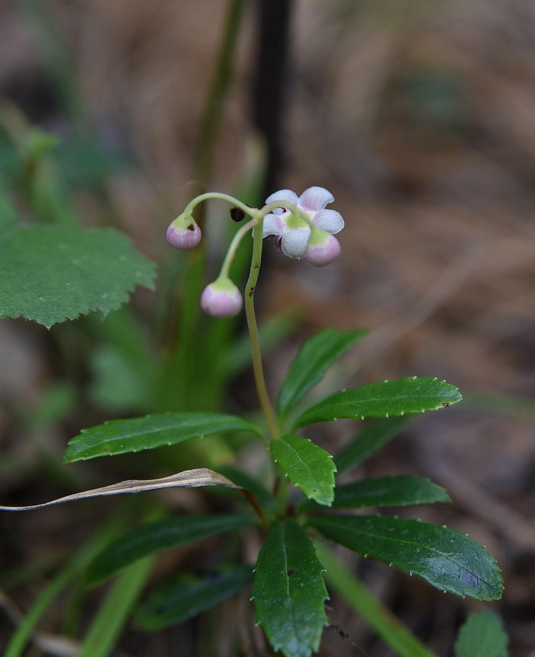 Изображение особи Chimaphila umbellata.