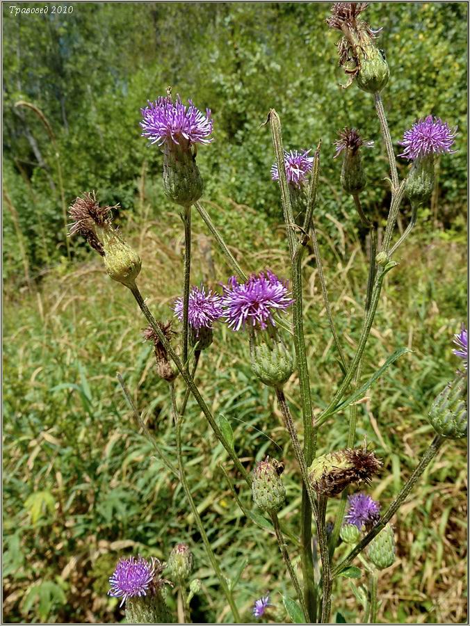 Image of Cirsium setosum specimen.