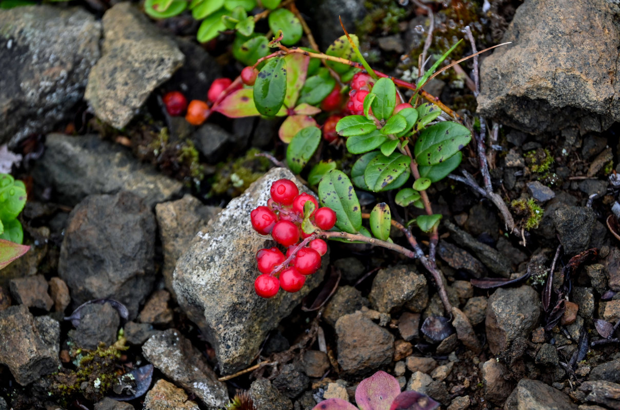 Image of Vaccinium vitis-idaea specimen.