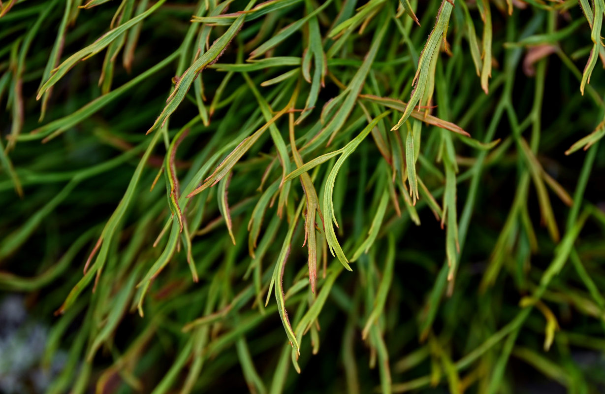 Image of Asplenium septentrionale specimen.