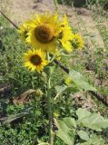 Смотреть изображение Helianthus annuus