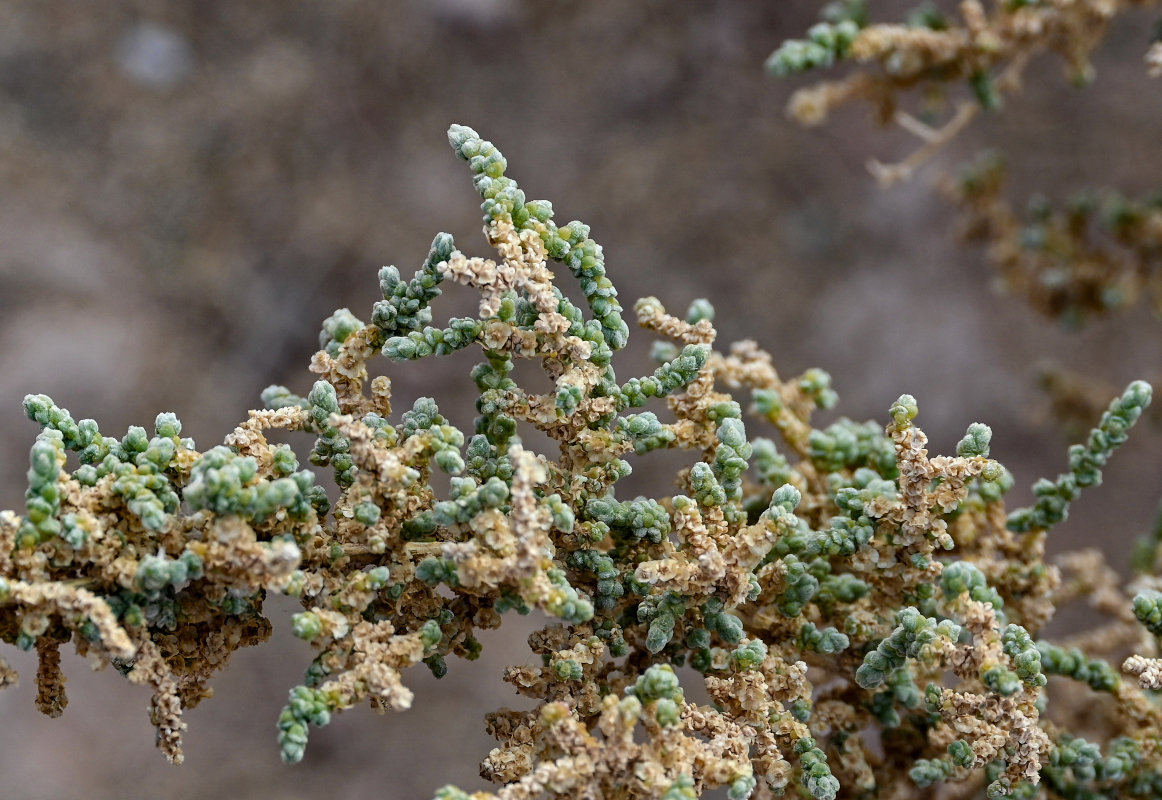 Image of Salsola tetrandra specimen.