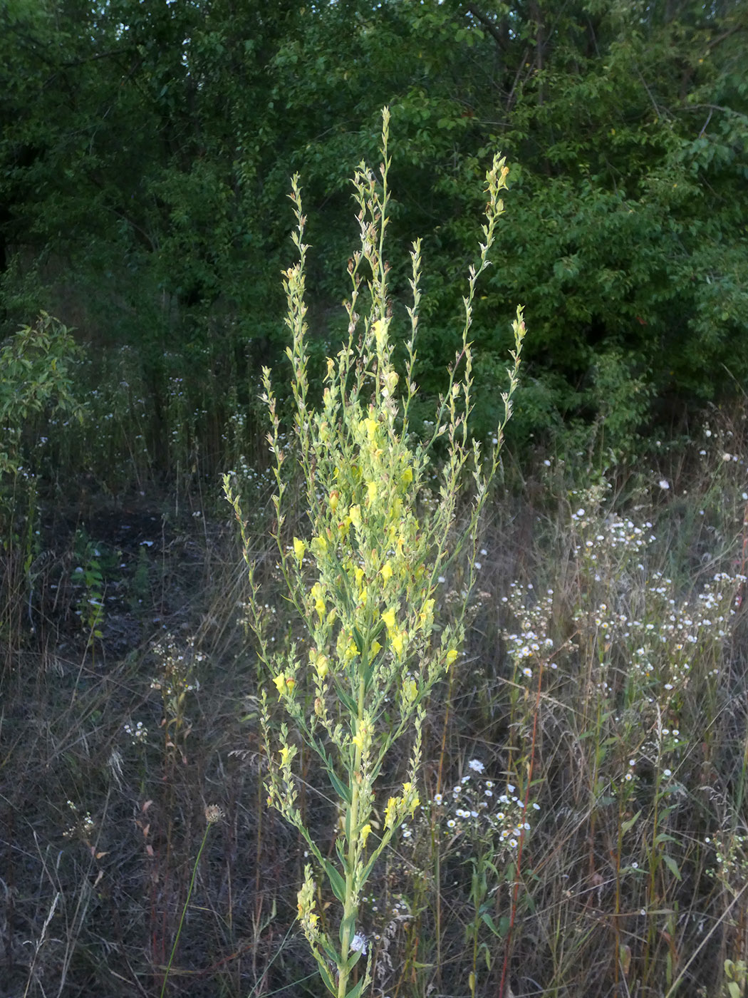 Изображение особи Linaria genistifolia.